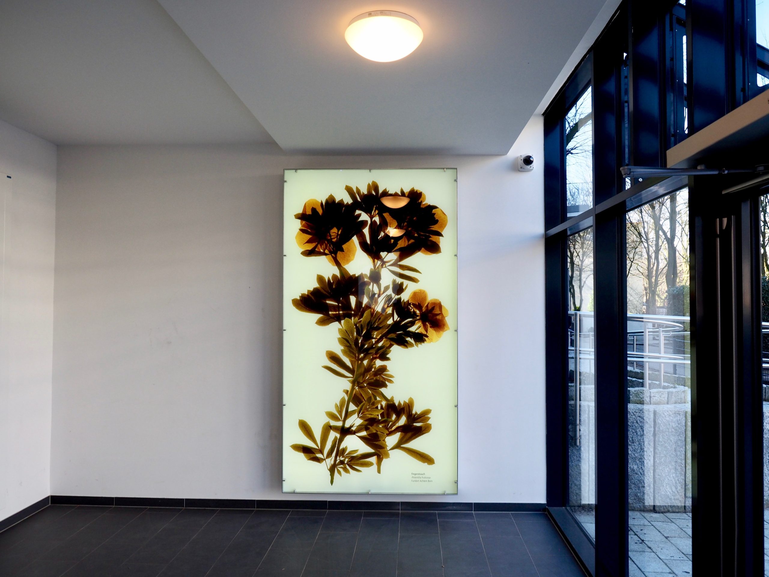 Leuchtkasten in einem Hauseingang mit großformatigem botanischen Motiv